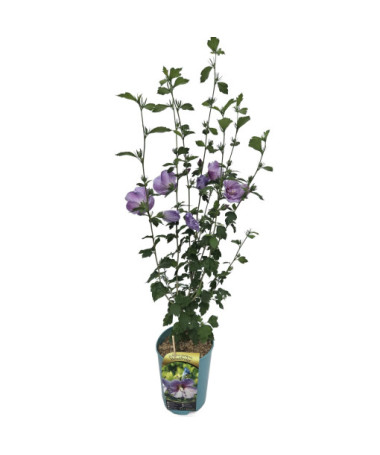 Syrský ibišek (Hibiscus) 'Woodbridge' květináč,  4l