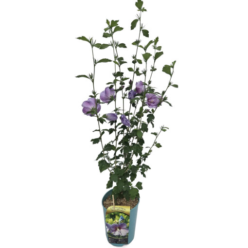 Syrský ibišek (Hibiscus) 'Woodbridge' květináč,  4l