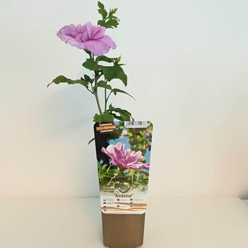 Syrský ibišek (Hibiscus) Ardens,  4l