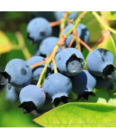 Kanadská borůvka 'Bluejay' P2L