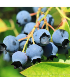 Kanadská borůvka 'Bluejay' P2L