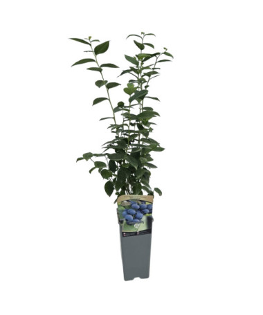 Kanadská borůvka 'Bluejay' P2L