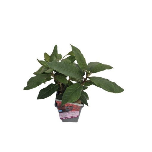 Rhododendron (Azalka) Prinz Karneval 2L