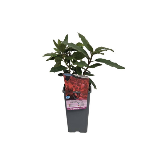 Rhododendron (Azalka) Prinz Karneval 2L