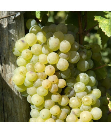 Vinná réva 'Lilla' (Maďarská) 2L