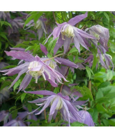 Clematis botanický Violet Pink PLNÝ 4L květináč