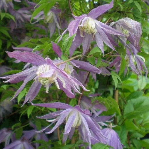 Clematis botanický Violet Pink PLNÝ 4L květináč