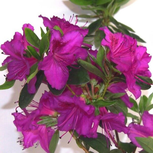 Rododendron (Azalia) 'Koningstein' poj. 4L