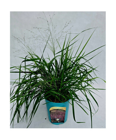 Metlice trsnatá (Deschampsia cespitosa)  4l
