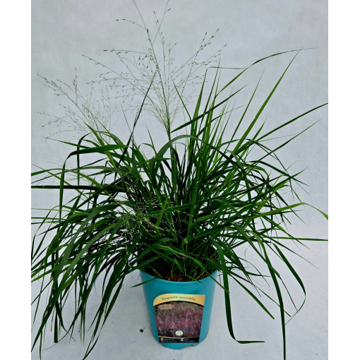 Metlice trsnatá (Deschampsia cespitosa)  4l
