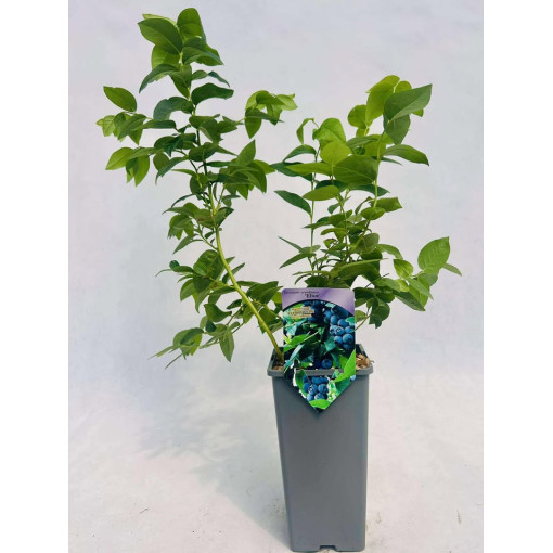 Kanadská borůvka Eliot 2L