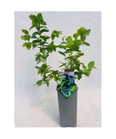 Kanadská borůvka Eliot 2L