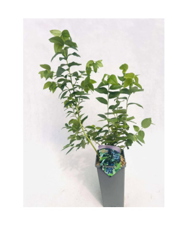 Kanadská borůvka Eliot 2L