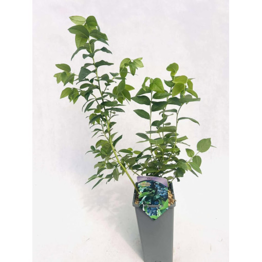 Kanadská borůvka Eliot 2L