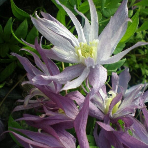 Clematis botanický Violet Pink PLNÝ 4L květináč