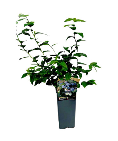 Kanadská borůvka Hanna Choice 2L