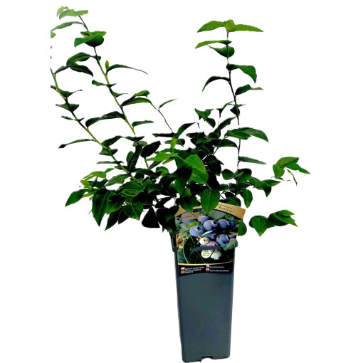 Kanadská borůvka Hanna Choice 2L