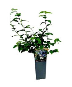 Kanadská borůvka Hanna Choice 2L