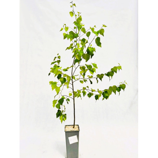 Bříza bělokorá 2L