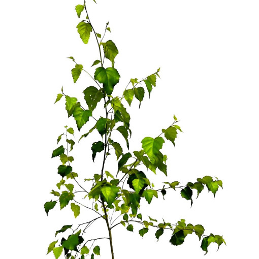 Bříza bělokorá 2L