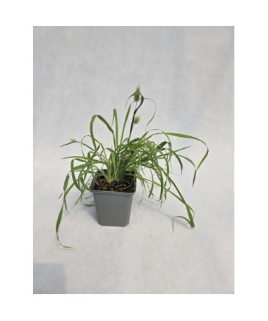 Zaječí ocásek 'Bunny Tails' (Lagurus ovatus) P9/C1