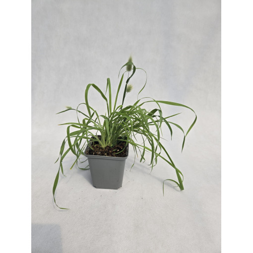 Zaječí ocásek 'Bunny Tails' (Lagurus ovatus) P9/C1