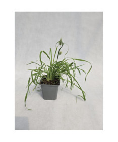 Zaječí ocásek 'Bunny Tails' (Lagurus ovatus) P9/C1