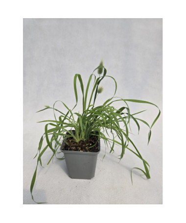 Zaječí ocásek 'Bunny Tails' (Lagurus ovatus) P9/C1