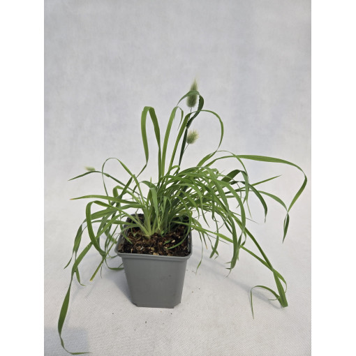 Zaječí ocásek 'Bunny Tails' (Lagurus ovatus) P9/C1