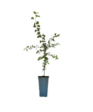 Hloh jednosemenný 2L