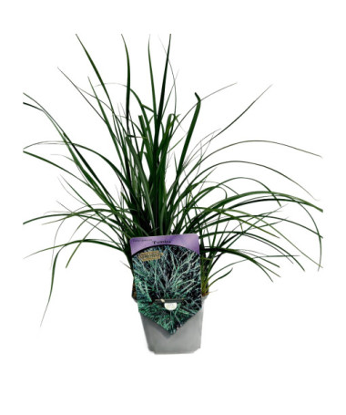 Ostřice 'Pamira' P9/C1