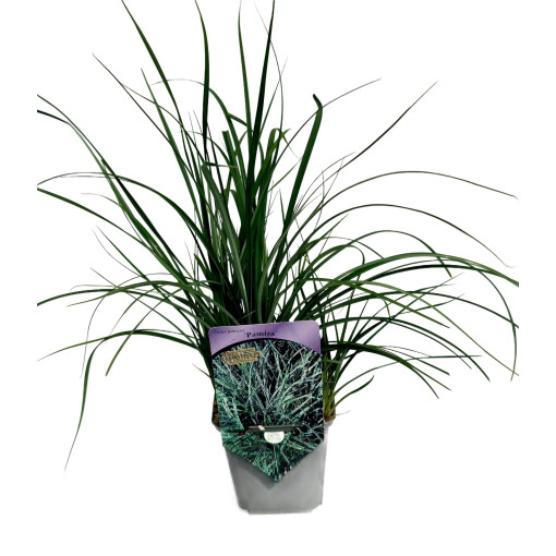 Ostřice 'Pamira' P9/C1