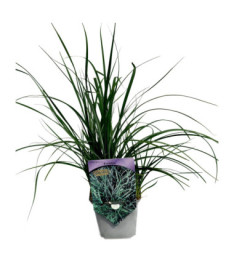 Ostřice 'Pamira' P9/C1