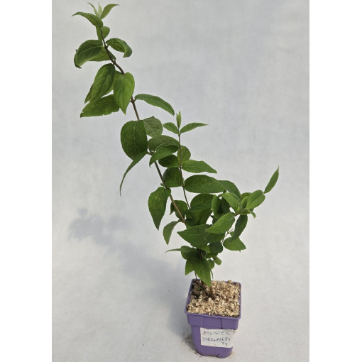 Trojpuk 'Strawberry Fields'