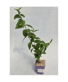 Trojpuk 'Strawberry Fields'