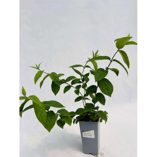 Deutzia × hybrida 'Strawberry Fields 2L