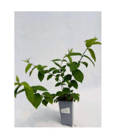 Deutzia × hybrida 'Strawberry Fields 2L