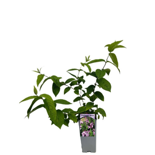 Deutzia × hybrida 'Strawberry Fields 2L