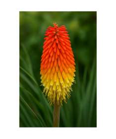 Kleopatřina jehla 'Red Hot Poker' C2