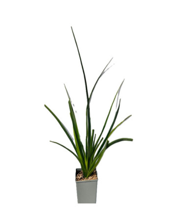 Kleopatřina jehla 'Red Hot Poker' C2