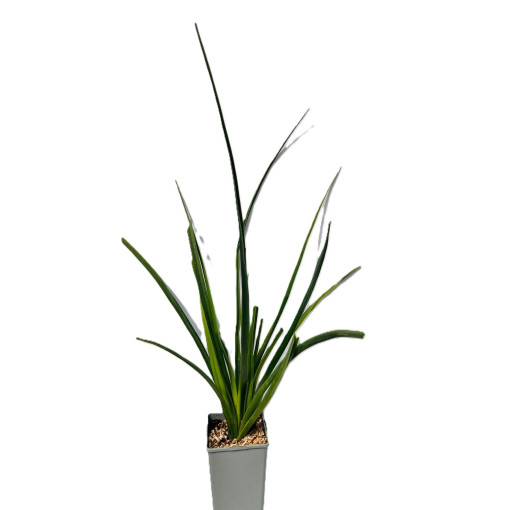 Kleopatřina jehla 'Red Hot Poker' C2