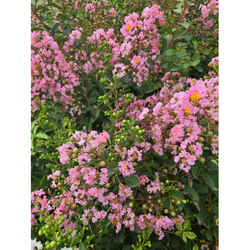 Indická Lagerstroemia (Plaménkovec) 2L