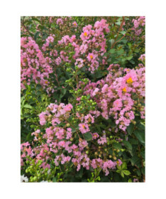 Indická Lagerstroemia (Plaménkovec) 2L