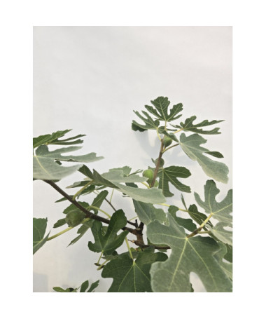 Fíkovník smokvoň 'Brown Turkey' / Ficus carica 'Brown Turkey'20L