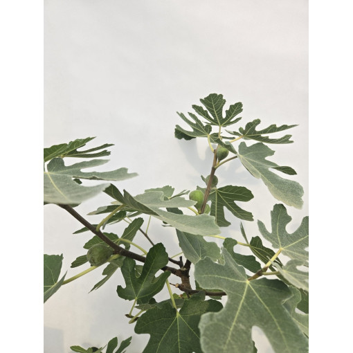 Fíkovník smokvoň 'Brown Turkey' / Ficus carica 'Brown Turkey'20L