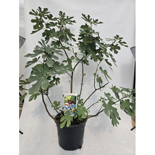 Fíkovník smokvoň 'Brown Turkey' / Ficus carica 'Brown Turkey'20L