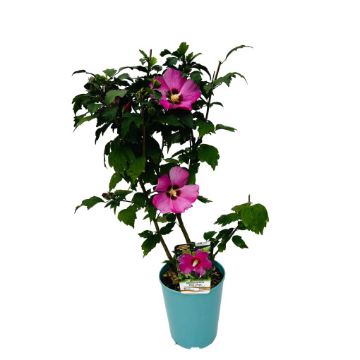 Syrský ibišek (Hibiscus) 'Pink Giant'  4l