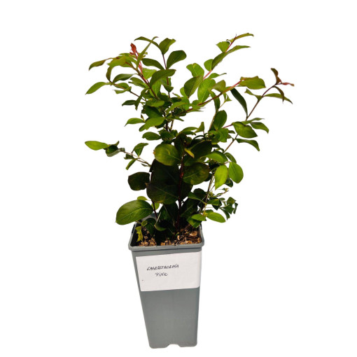 Ohnězdár indický 'Pink' 2L