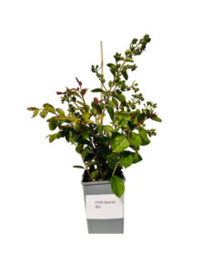 Ohnězdár indický 'Red' 2L