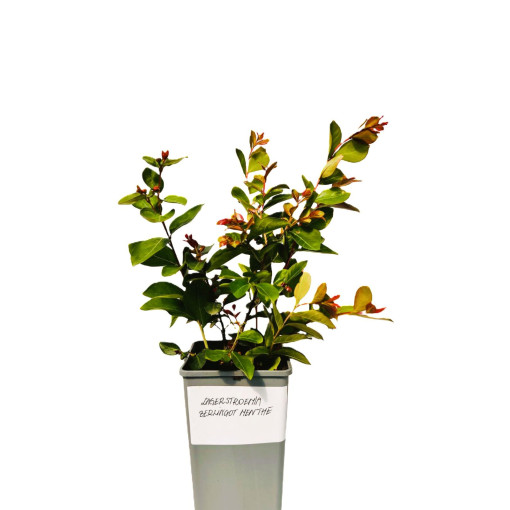 Ohnězdár indický 'Berlingot Menthe' 2L